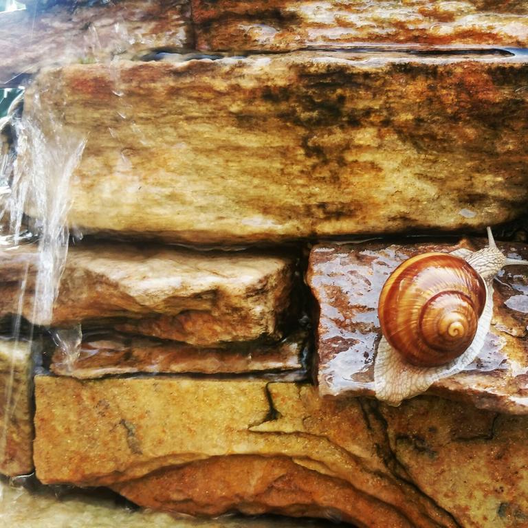 Pensiunea Nimbus Arad Bagian luar foto